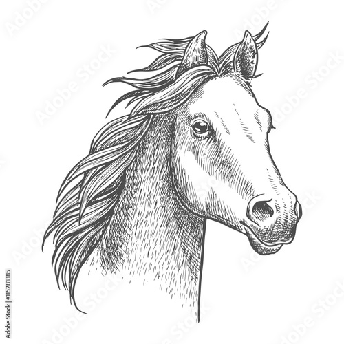 Lively little horse of arabian breed, sketch style