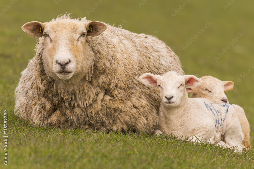 sheeps graze on the dike
