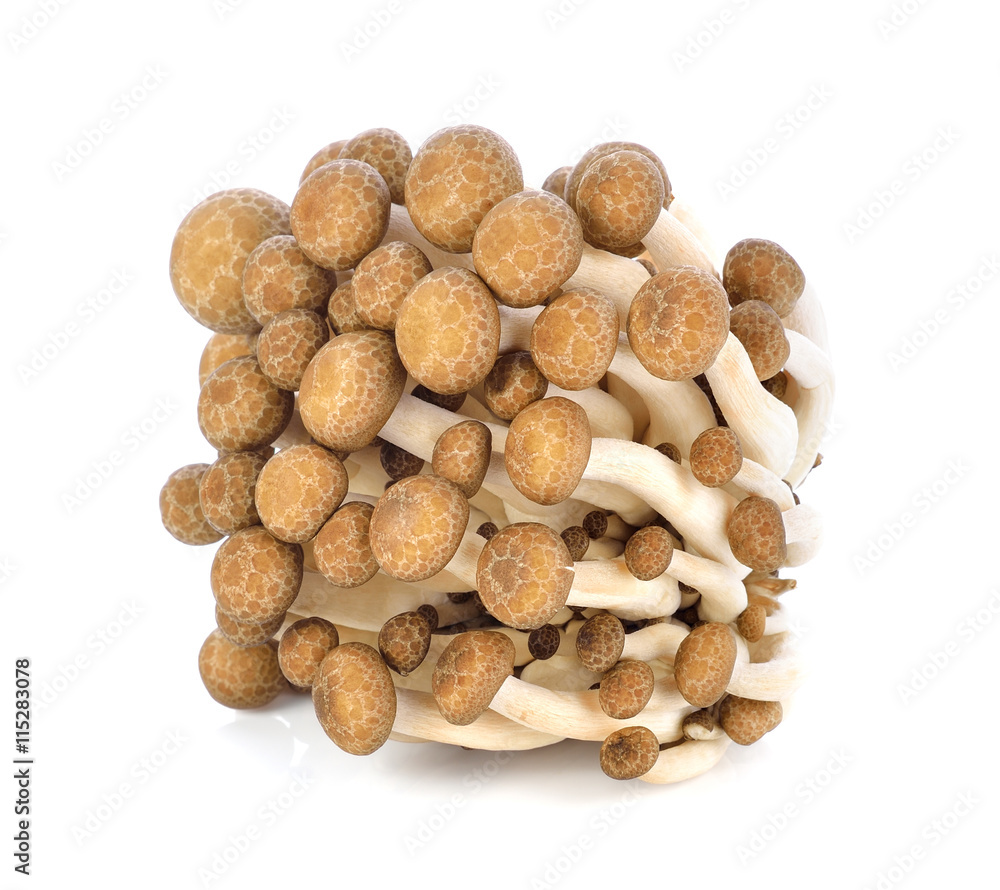 shimeji mushrooms brown varieties on white background. shimeji mushrooms brown varieties on white background.