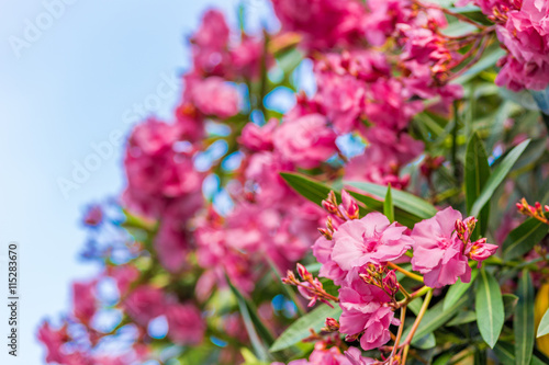 Φωτογραφία oleander flowers