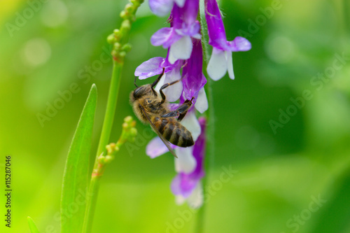 Bee on a  lilac (purple) flower . Macro of honey bee (Apis) on f