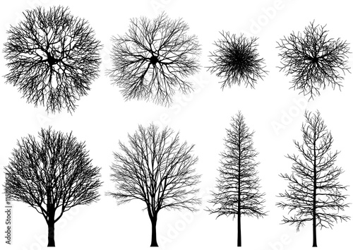 bare tree.
Vector trees isolated on a white background.