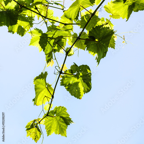 Vine with green grape leaves and blue sky