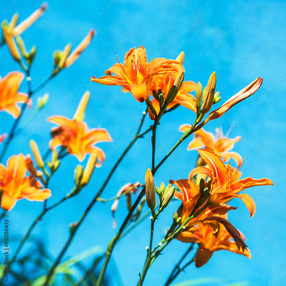 bush with fresh flowers of orange lily outdoors bush with fresh flowers of orange lily outdoors