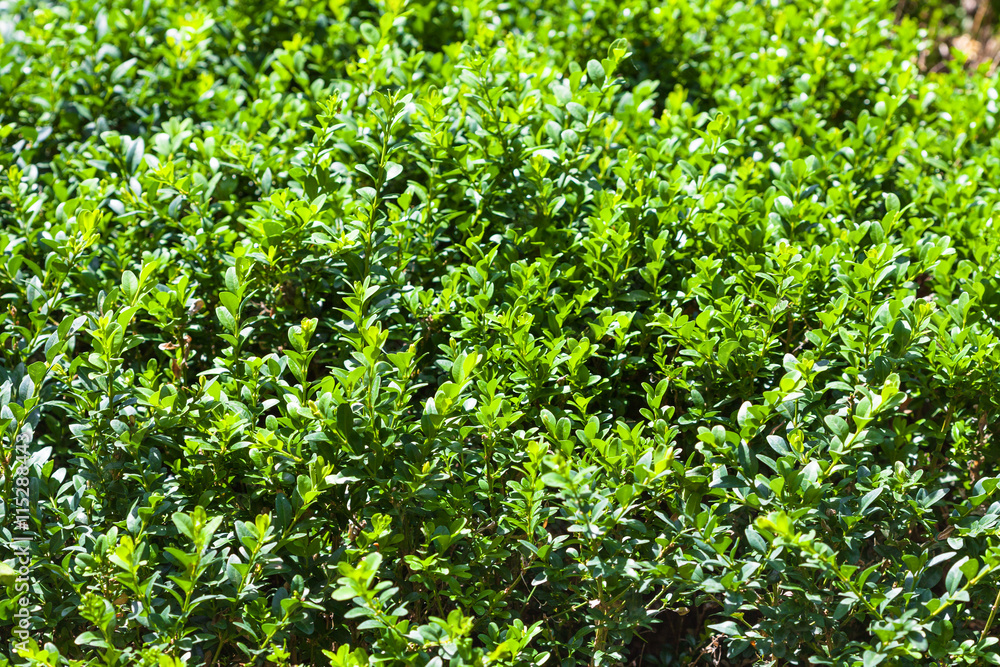 boxtree shrub in sunny summer day boxtree shrub in sunny summer day