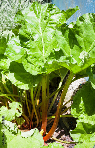 Quadro em tela bush of Rheum plant (rhubarb, pieplant) in garden