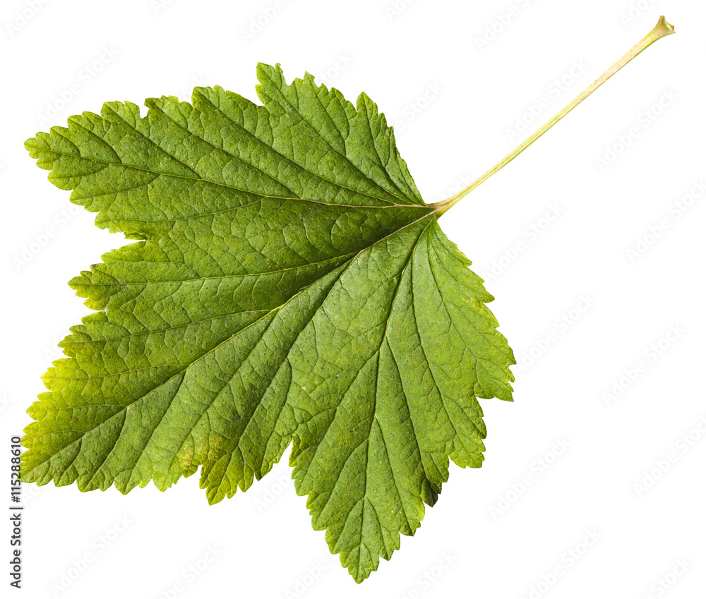 green leaf of Blackcurrant plant (Ribes nigrum) green leaf of Blackcurrant plant (Ribes nigrum)