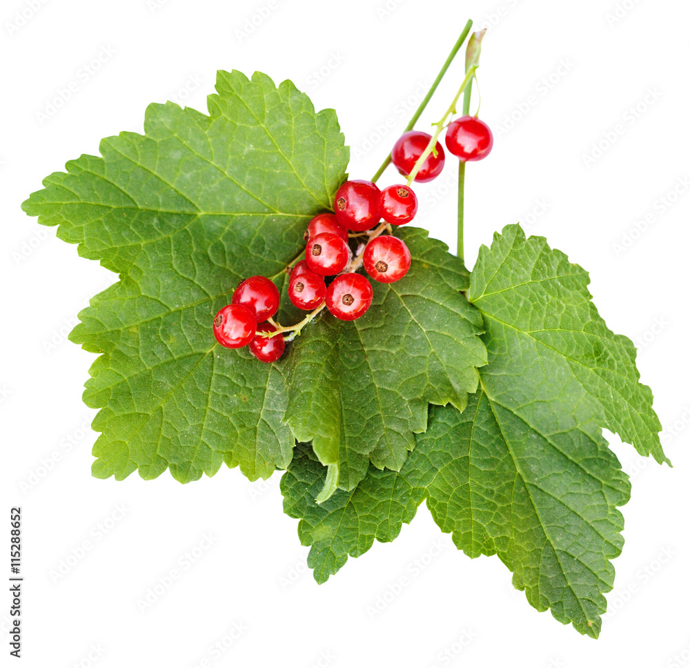 berries and green leaves of red currant plant berries and green leaves of red currant plant