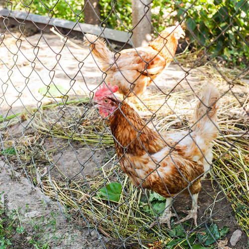 Red chicken in outdoor hen house photo