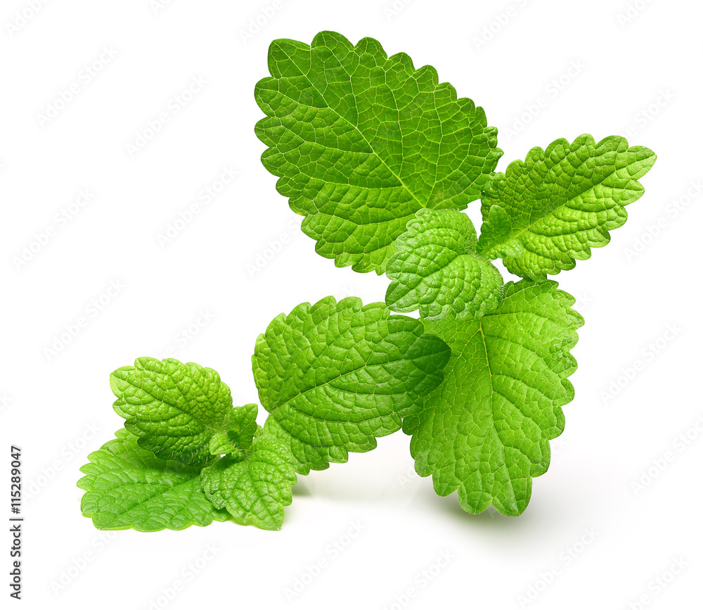 Green lemon melissa, mint leaves Green lemon melissa, mint leaves