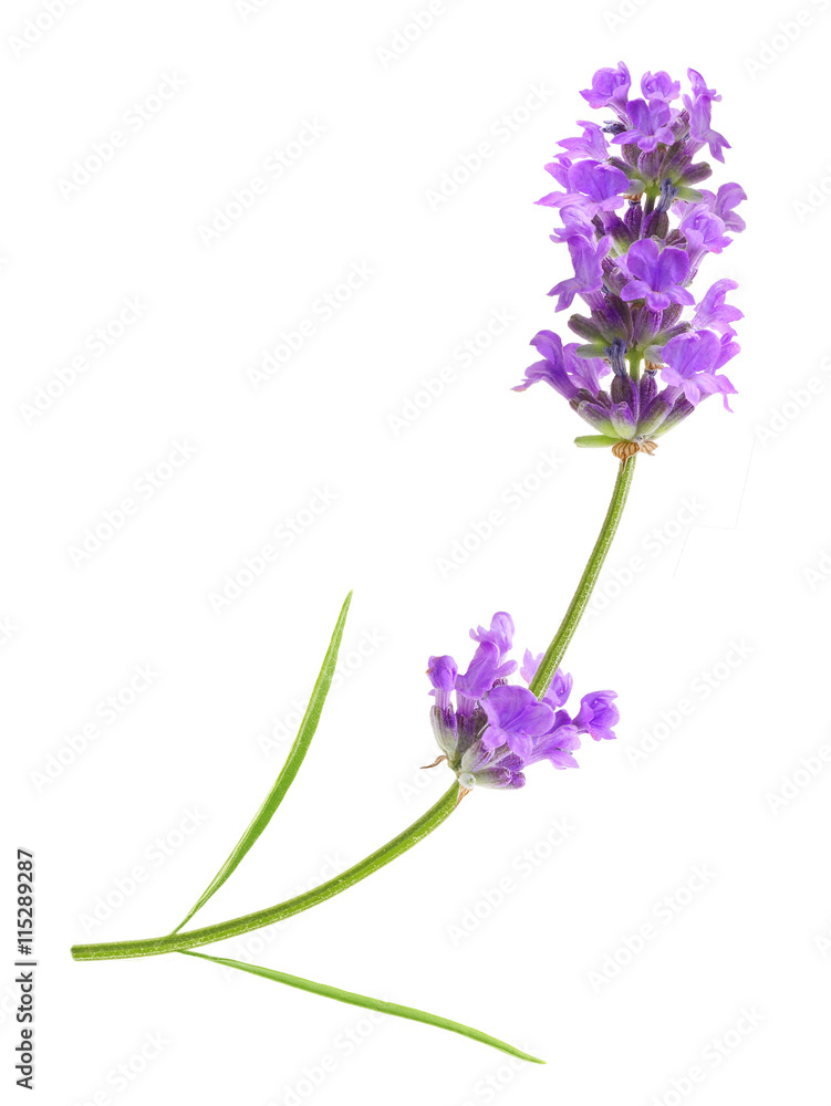 Naklejka premium Flower violet lavender herb isolated