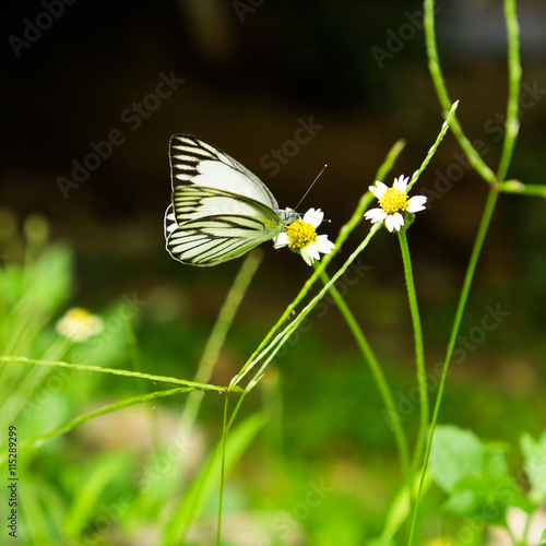 butterfly in rape-seed flowers © khlongwangchao