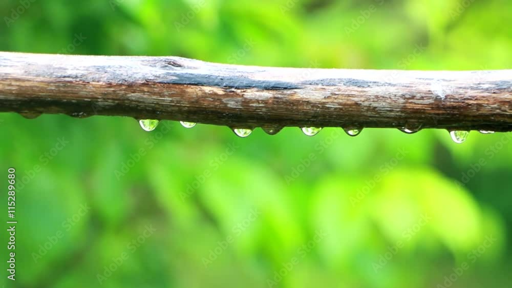 Water drops under the falling rain on green background Water drops under the falling rain on green background