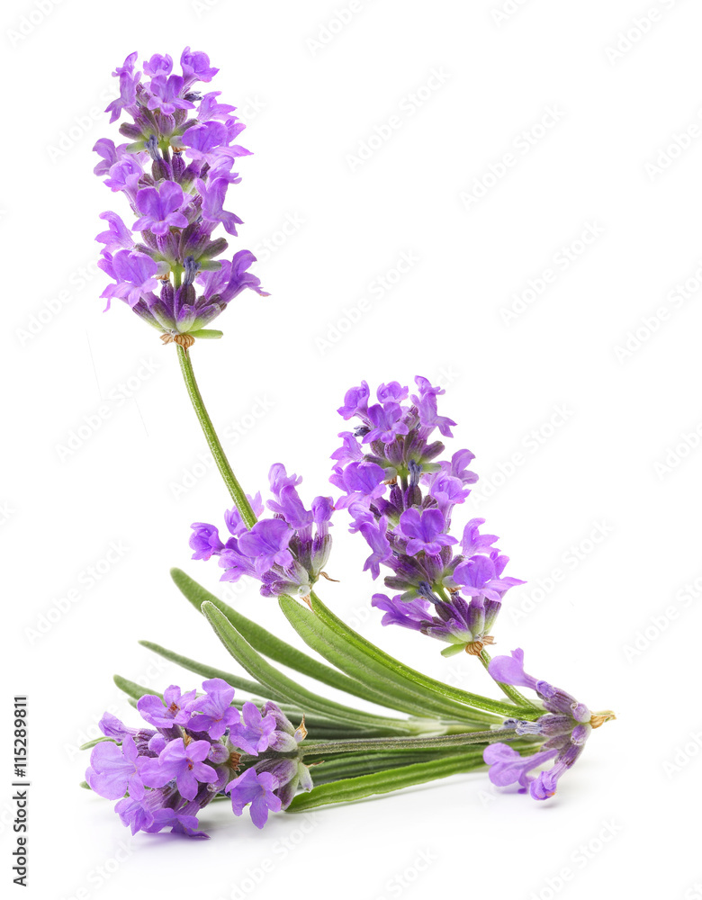 Fototapeta premium Bunch of flowering lavender herb
