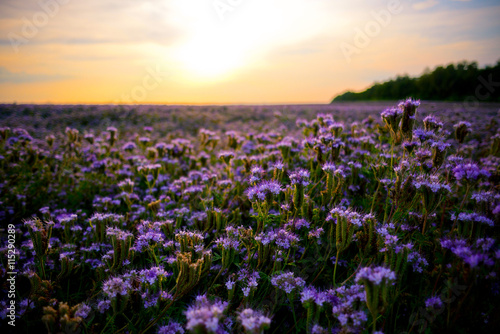 Phacelia field at sunset © Nadiyka
