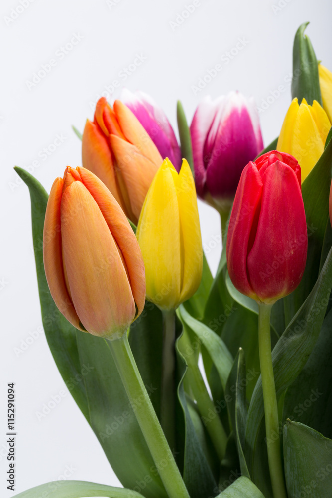 colorful bouquet of fresh spring tulip flowers colorful bouquet of fresh spring tulip flowers