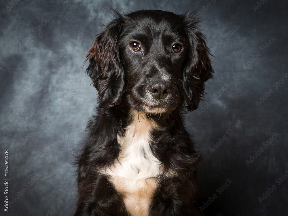 Cocker Spaniel Puppy Cocker Spaniel Puppy