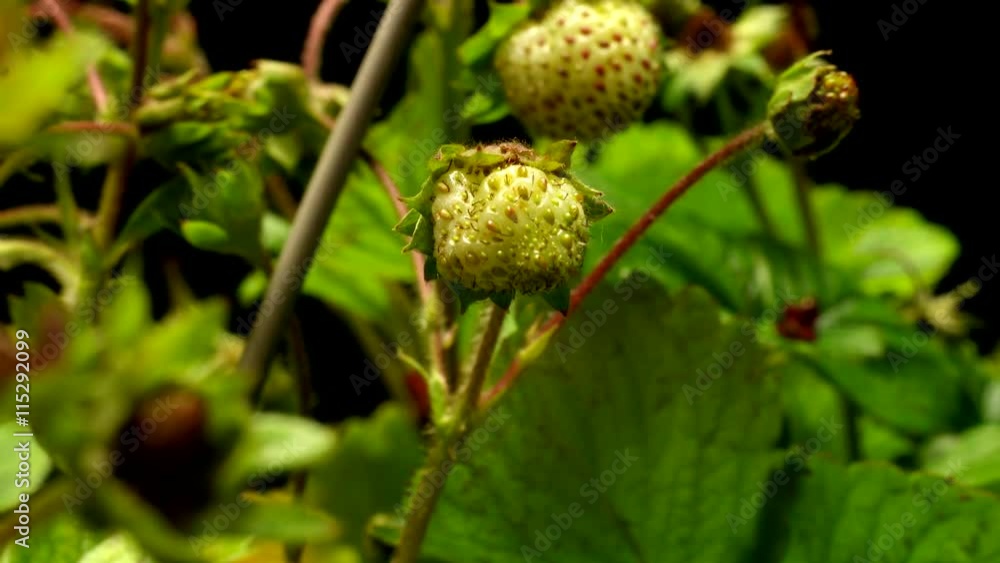 Time-lapse of strawberries growing and ripening. Studio shot over black. Time-lapse of strawberries growing and ripening. Studio shot over black.