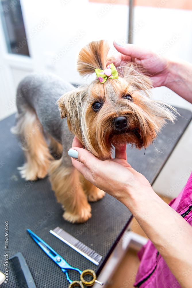 drying Yorkshire terrier in a professional hairdresser Stock 写真 Adobe