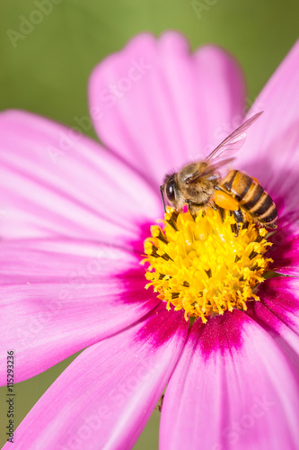 bee on the flower