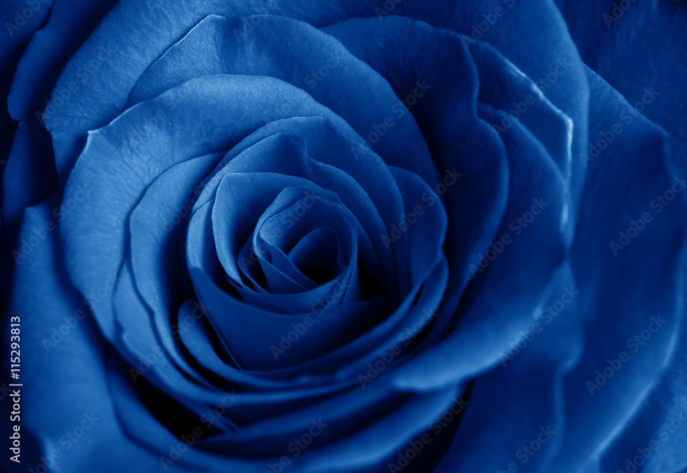 beautiful blue rose beautiful blue rose