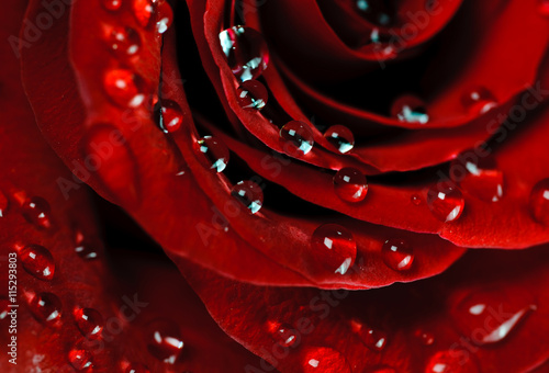 beautiful rose with water drops