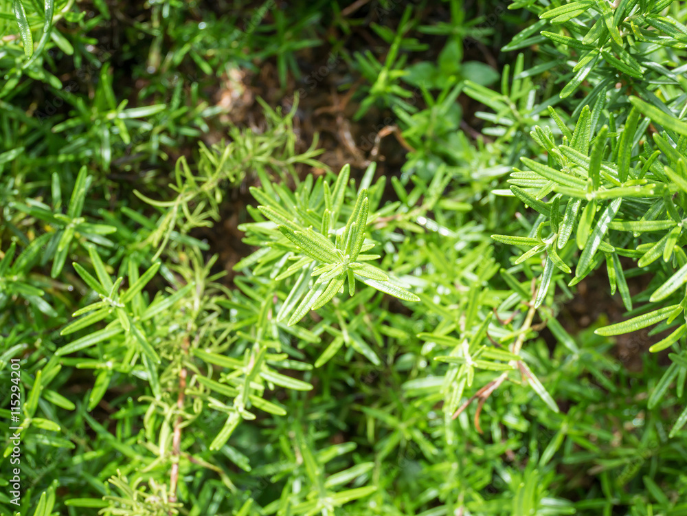 Fresh rosemary organic herb grow outdoor close up Fresh rosemary organic herb grow outdoor close up