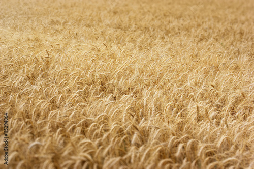 Harvest of wheat with a small depth of field area. Texture of wheat