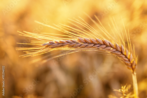 Barley - one shining golden ear of corn on barley field - summer background