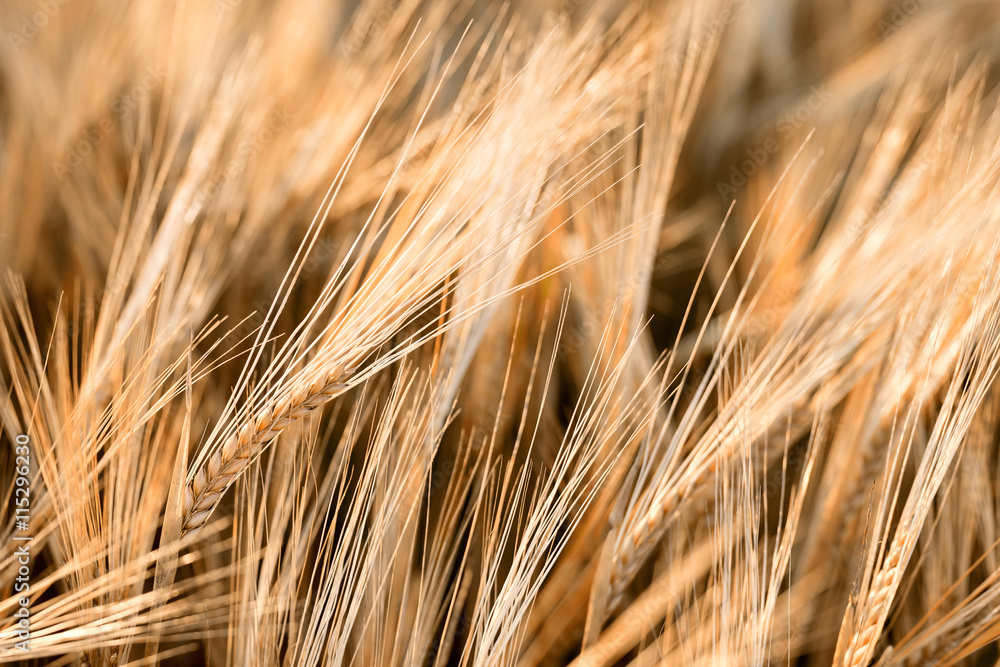 Sunny gold barley field - background of fresh summer gold barley field ears close up with shallow depth nature backdrop Sunny gold barley field - background of fresh summer gold barley field ears close up with shallow depth nature backdrop