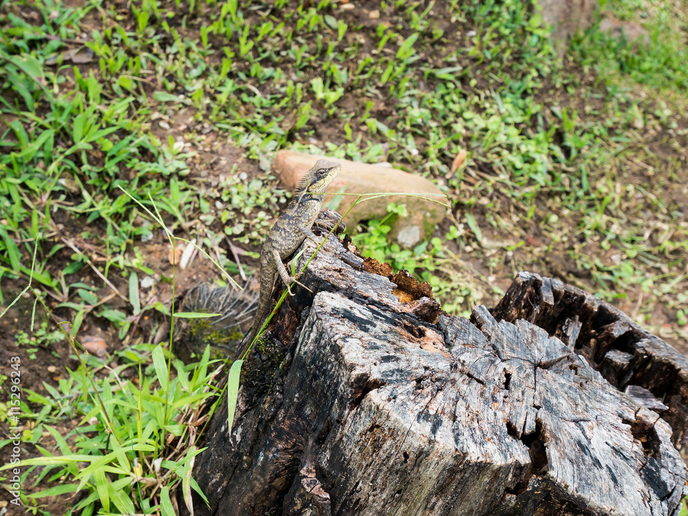 lizard lizard