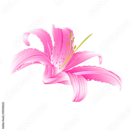 Fototapeta Naklejka Na Ścianę i Meble -  Spring flower pink Lily  Daylily vector illustration