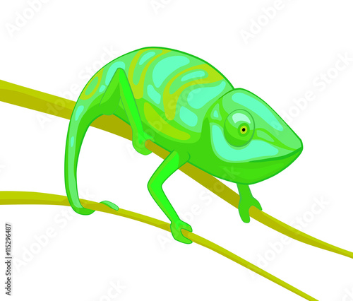 green chameleon on brown branch