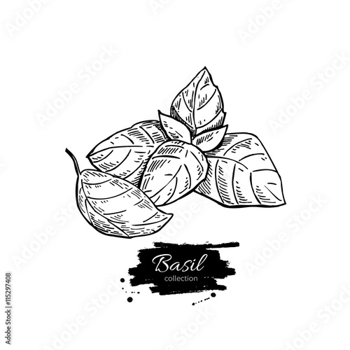 Basil vector drawing set. Isolated plant with leaves.