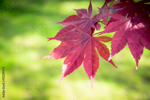 Red maple leaves on a green background