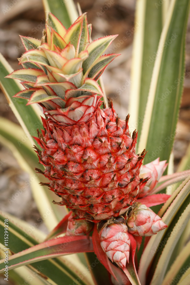 Ornamental dwarf pineapple plant Stock Photo Adobe Stock