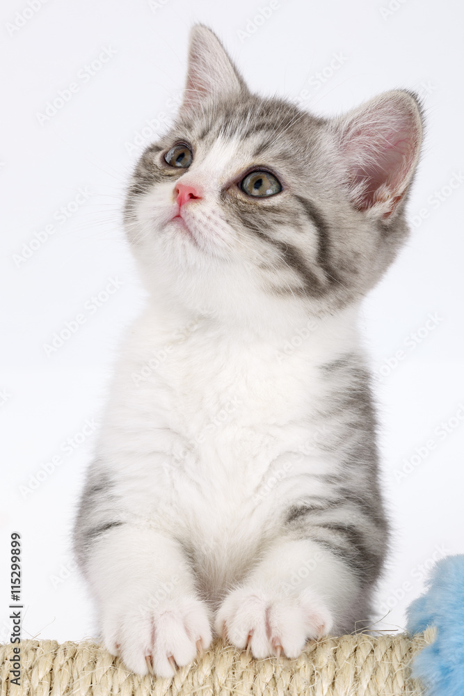 Young gray kitten on a white background looks at the top. 