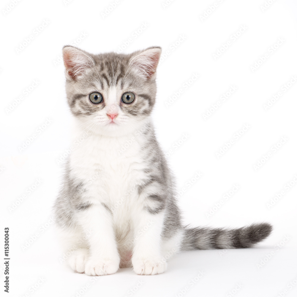 Gray kitten sitting on white background and looks directly. 