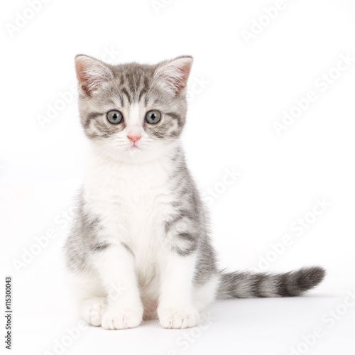 Gray kitten sitting on white background and looks directly.  © olgapkurguzova
