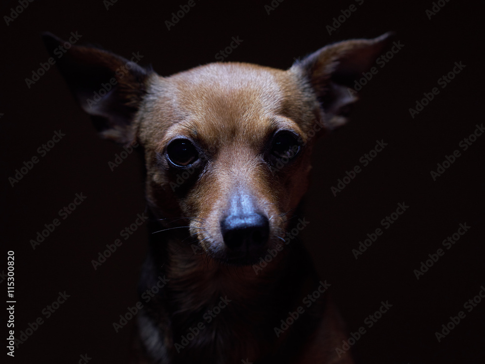 Portrait of beautiful toy terrier on a dark background. Portrait of beautiful toy terrier on a dark background.