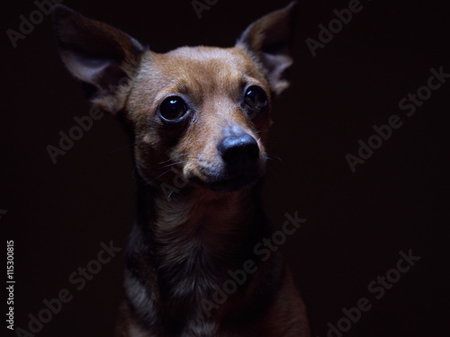 Portrait of beautiful toy terrier on a dark background. © Al Troin