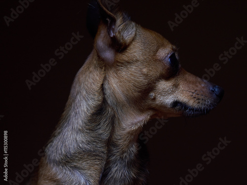 Portrait of beautiful toy terrier on a dark background. © Al Troin