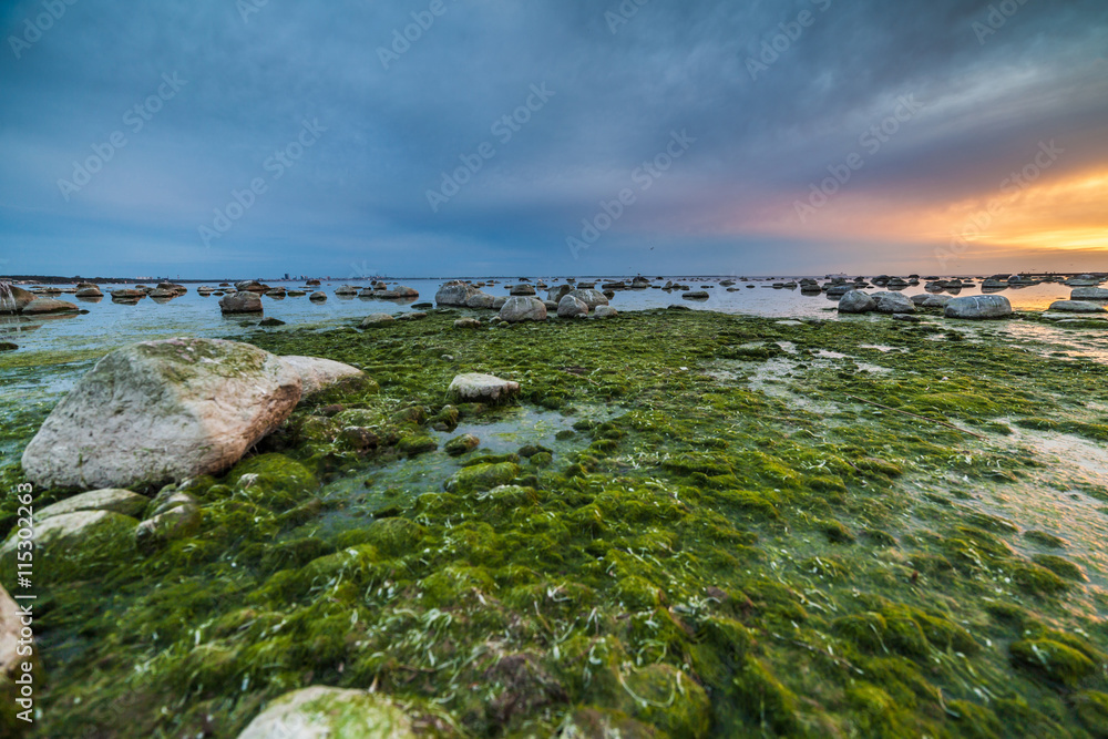 Baltic sea coast with stones and green seaweed