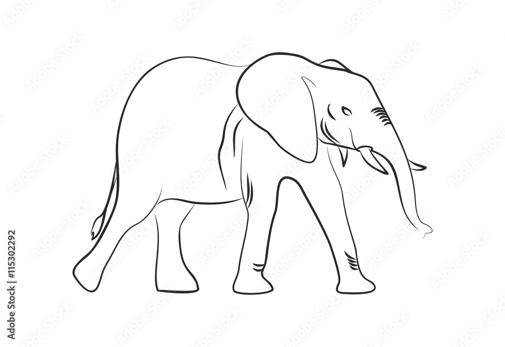 Sketch of an elephant calf Sketch of an elephant calf
