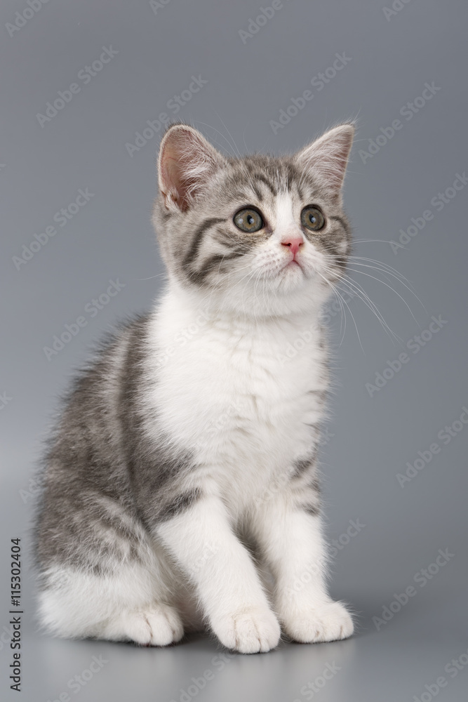 Young the striped Scottish cat on gray background.