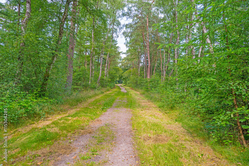 Obraz premium Path through a forest in sunlight in summer