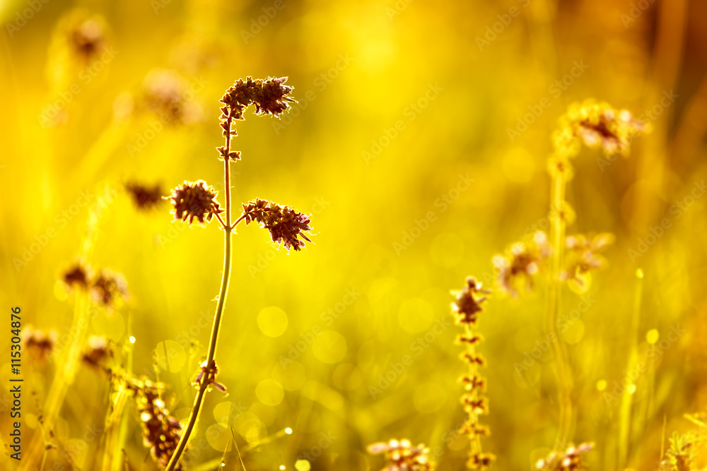 Toned image of meadow flowers.