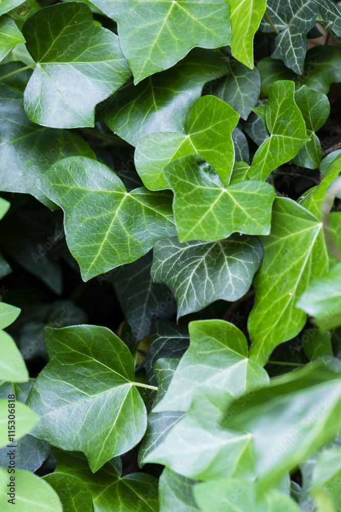 ivy leaves ivy leaves