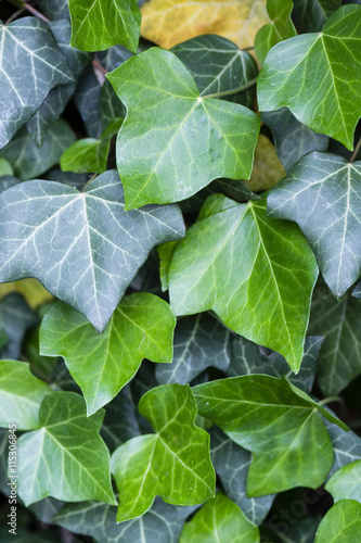 ivy leaves