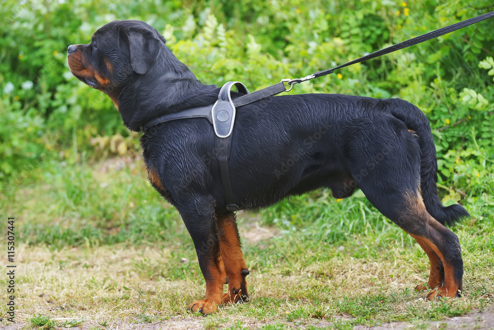 Male Rottweiler dog wearing a harness and staying outdoors at summer Male Rottweiler dog wearing a harness and staying outdoors at summer